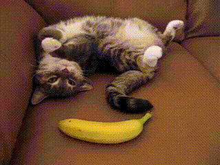 cat-banana.gif