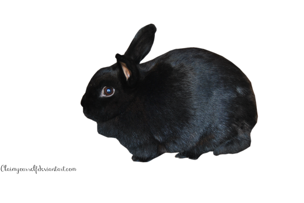 black_rabbit_precut_png_stock_by_claimyourself-d6qeb6m.png