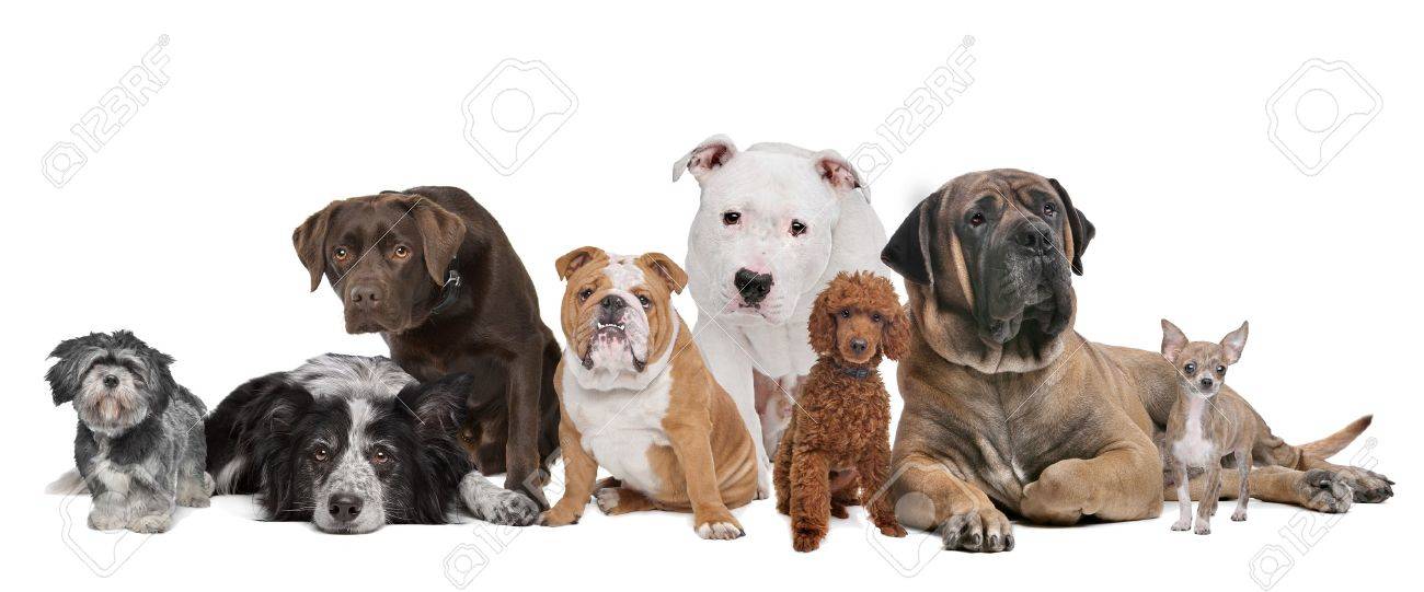 14578646-Gruppe-der-acht-Hunde-sitzen-vor-einem-wei-en-Hintergrund-Lizenzfreie-Bilder.jpg