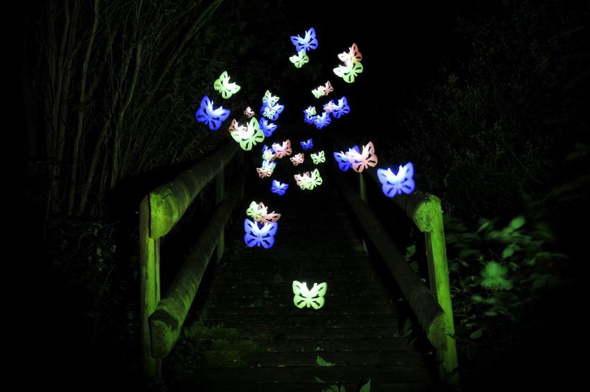 SchmetterlingeinderNacht.jpg
